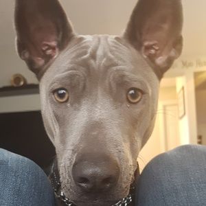 Meet your Posher, Riley